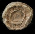Flower-Like Sandstone Concretion - Pseudo Stromatolite #34217-1